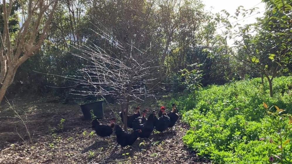 Vistalinda Farmhouse Faja dos Vimes ภายนอก รูปภาพ